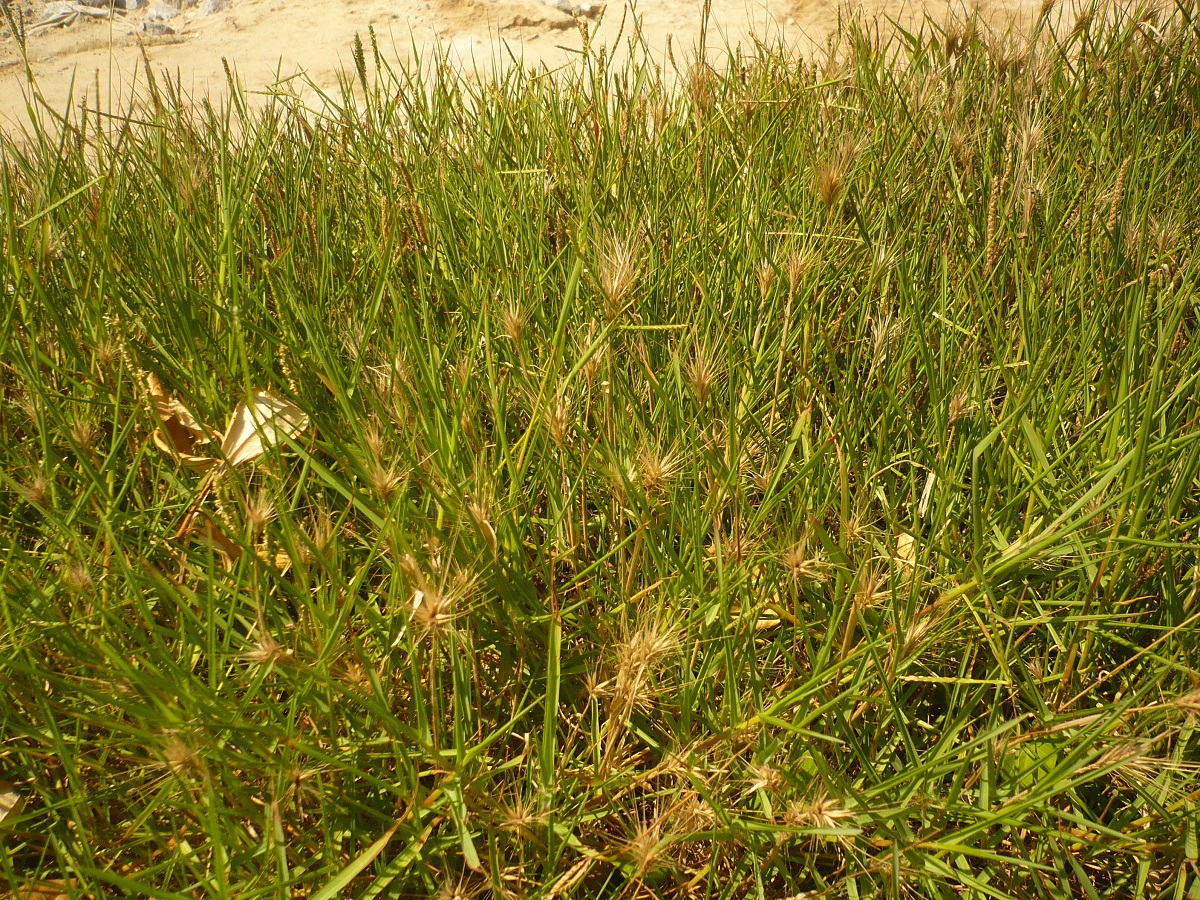 Hordeum marinum (Poaceae)